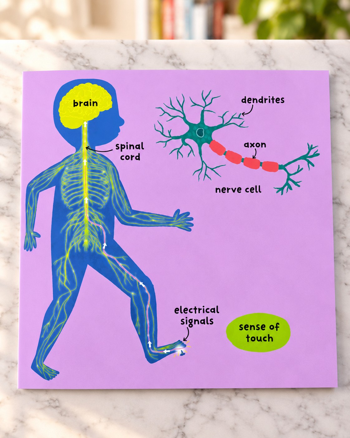 Big Words for Little Experts: Body, inside page 2