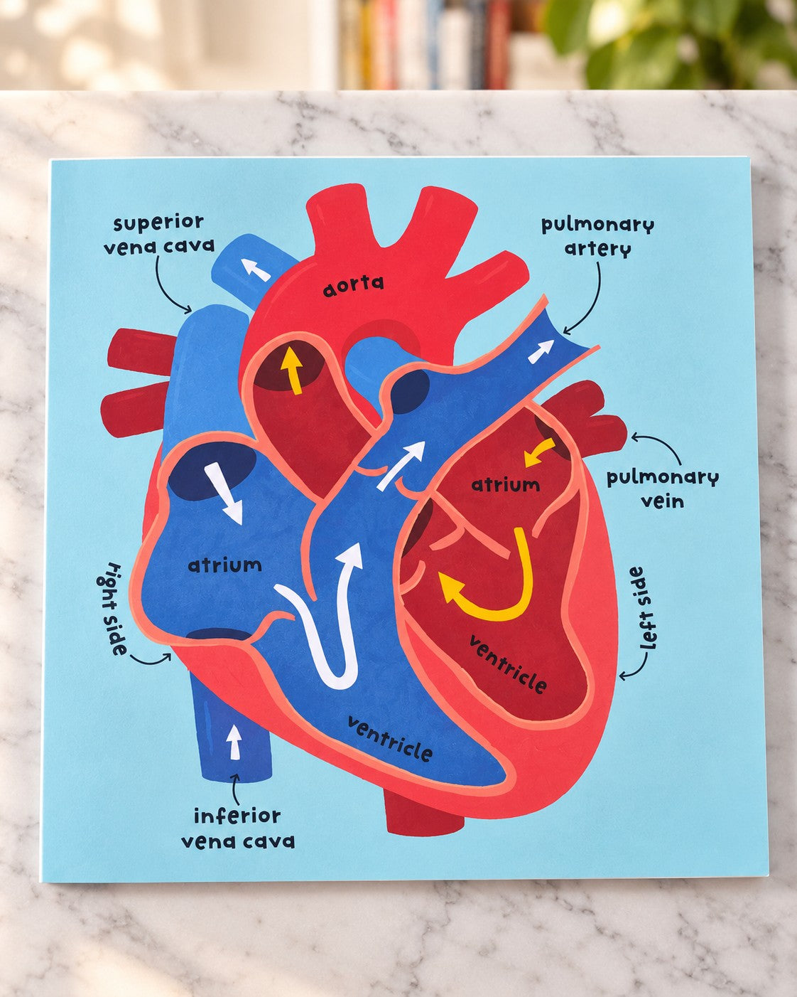 Big Words for Little Experts: Body, inside page 1
