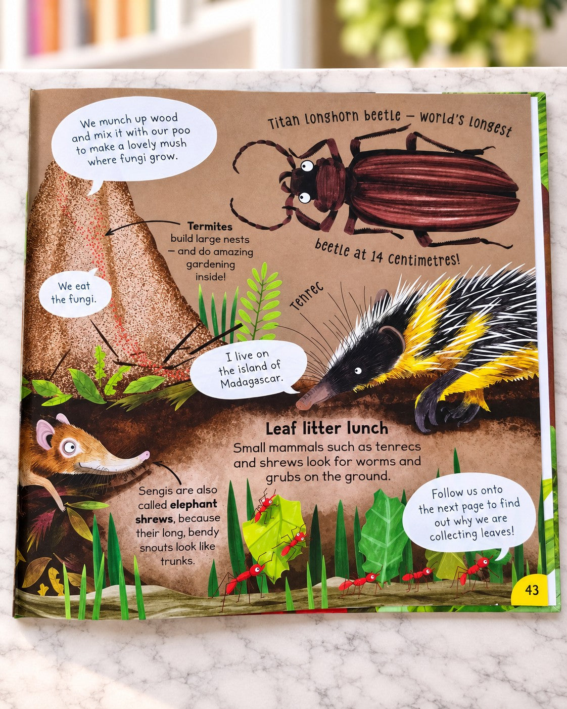 First Rainforest Book, inside page 3