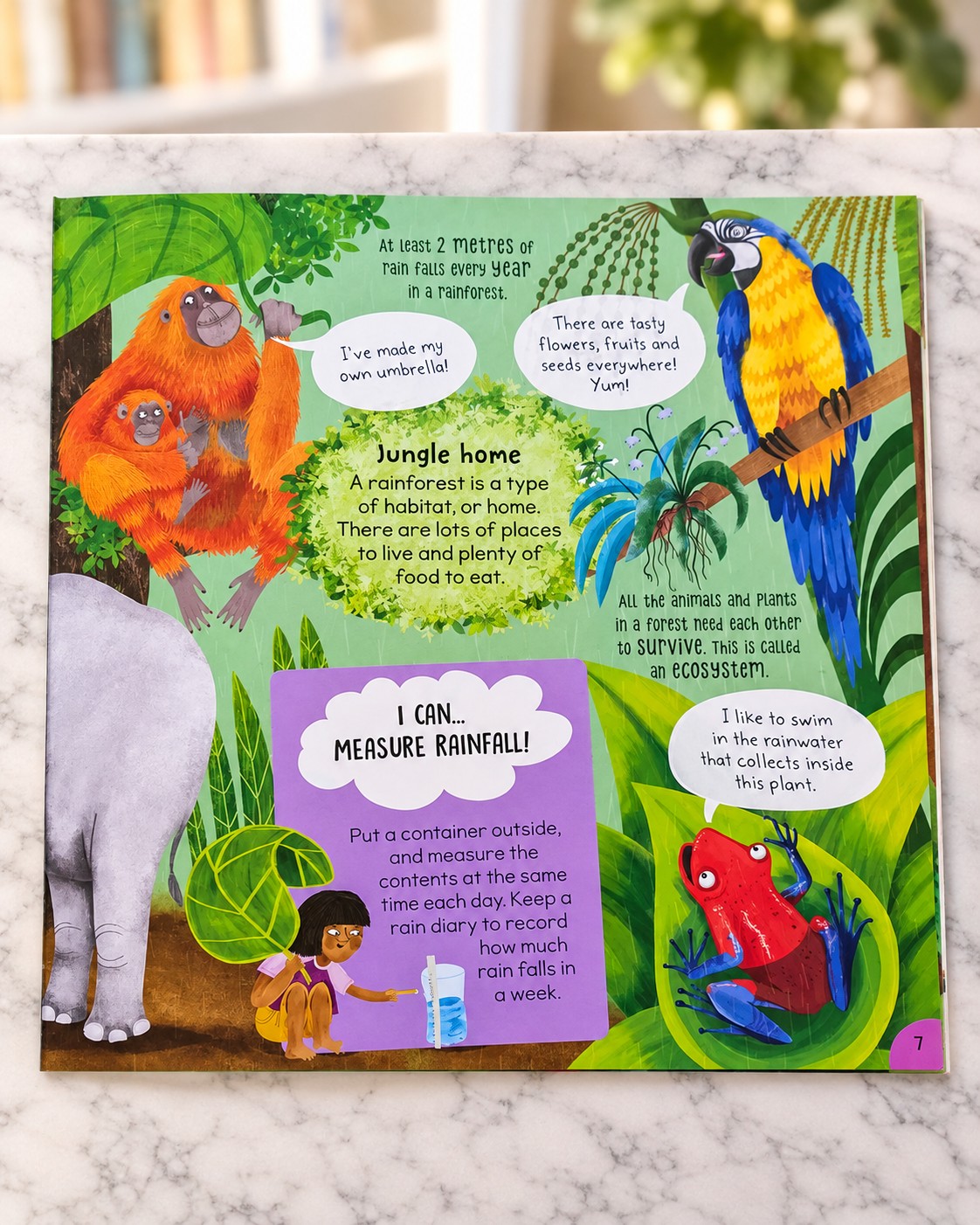 First Rainforest Book, inside page 1