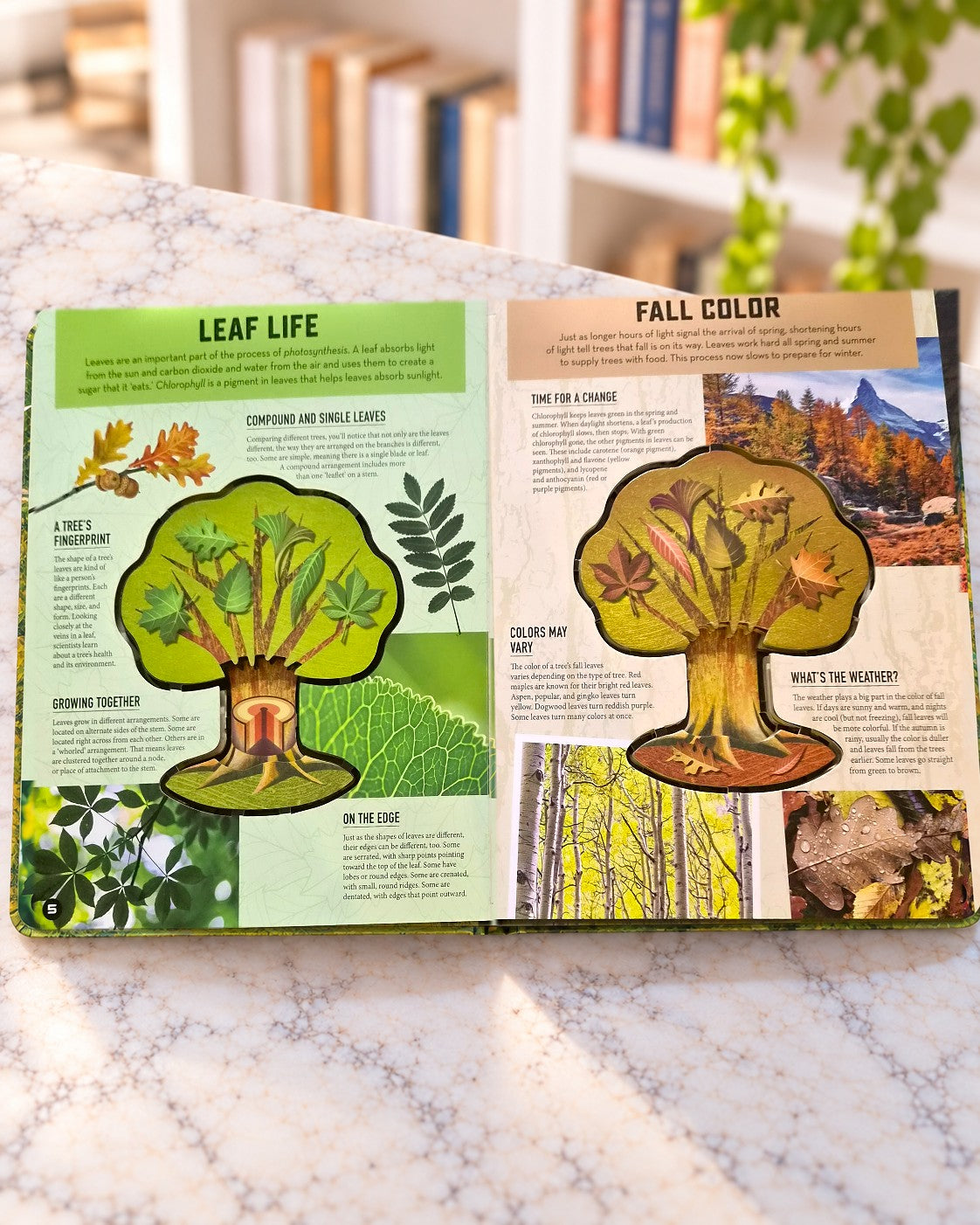 Inside Out Forest, inside pages 2
