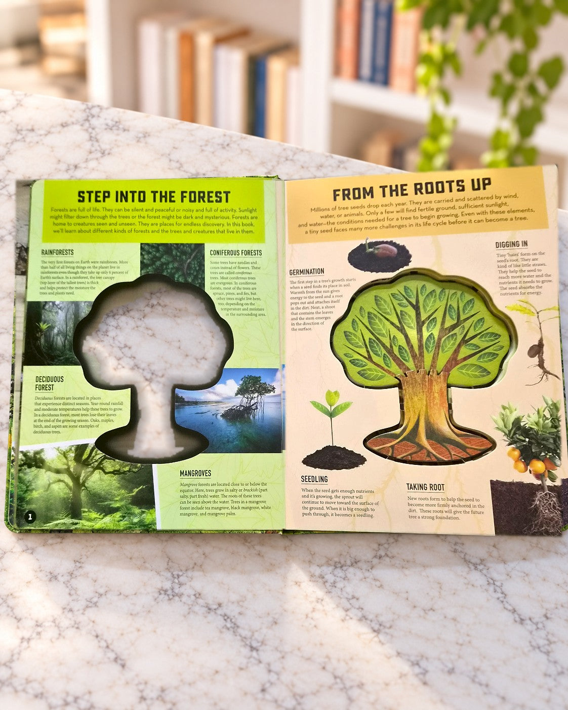 Inside Out Forest, inside pages 1