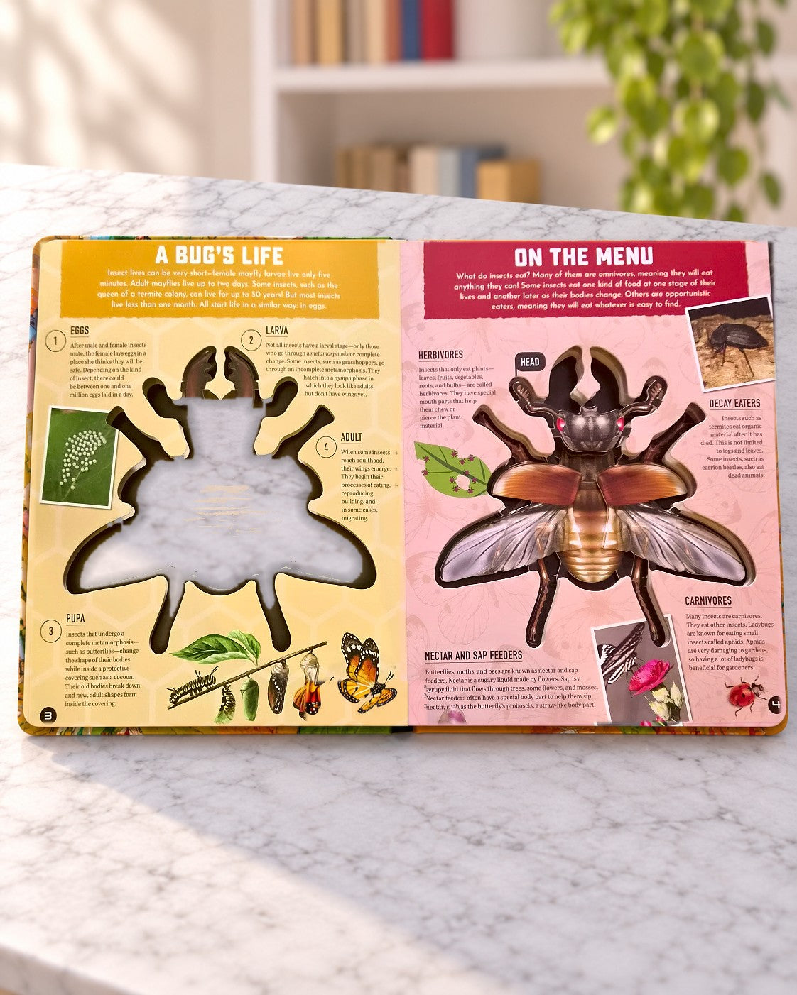 Inside Out Insects, inside pages 2