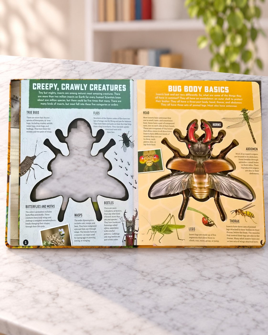 Inside Out Insects, inside pages 1