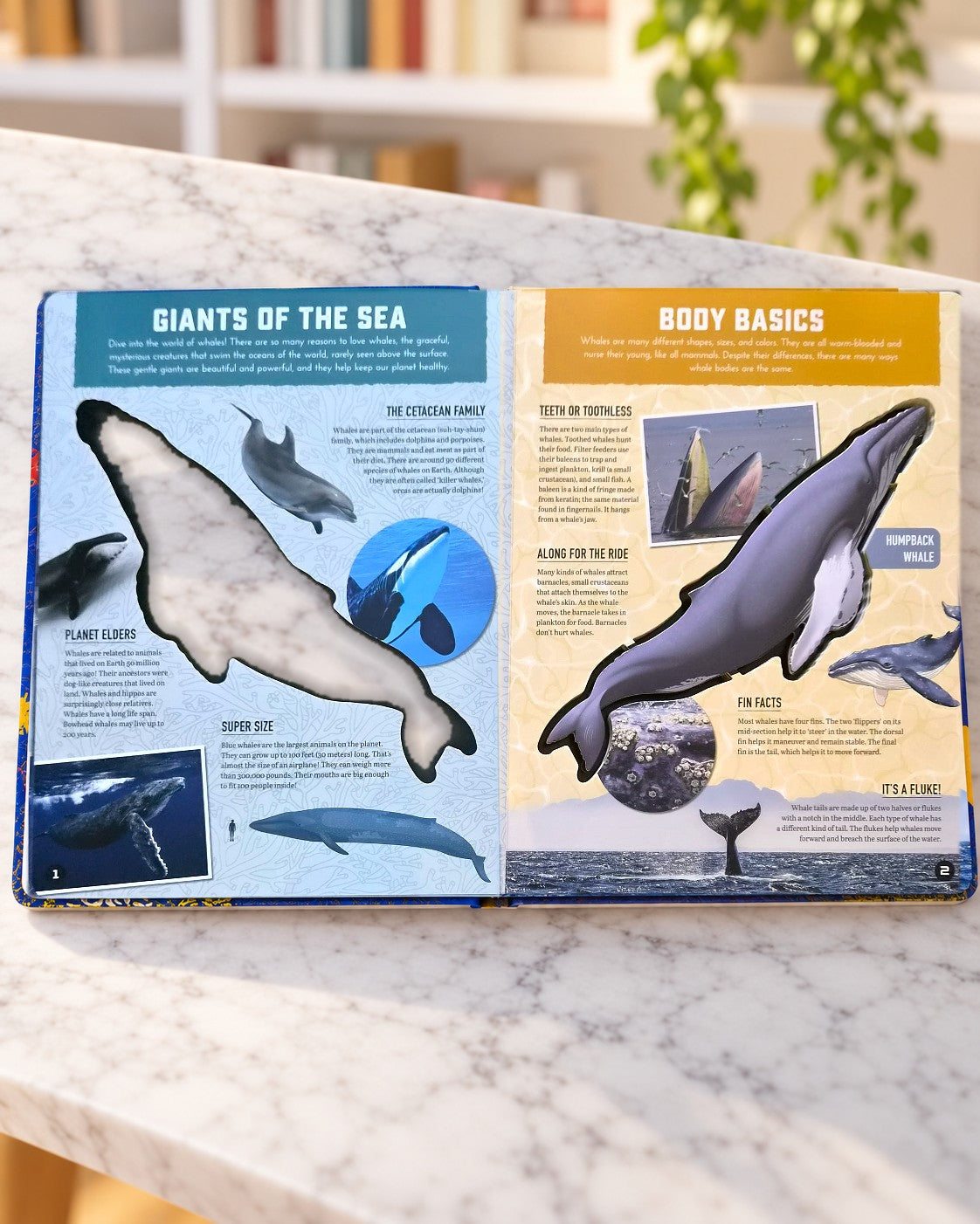 Inside Out Whale, inside pages 2