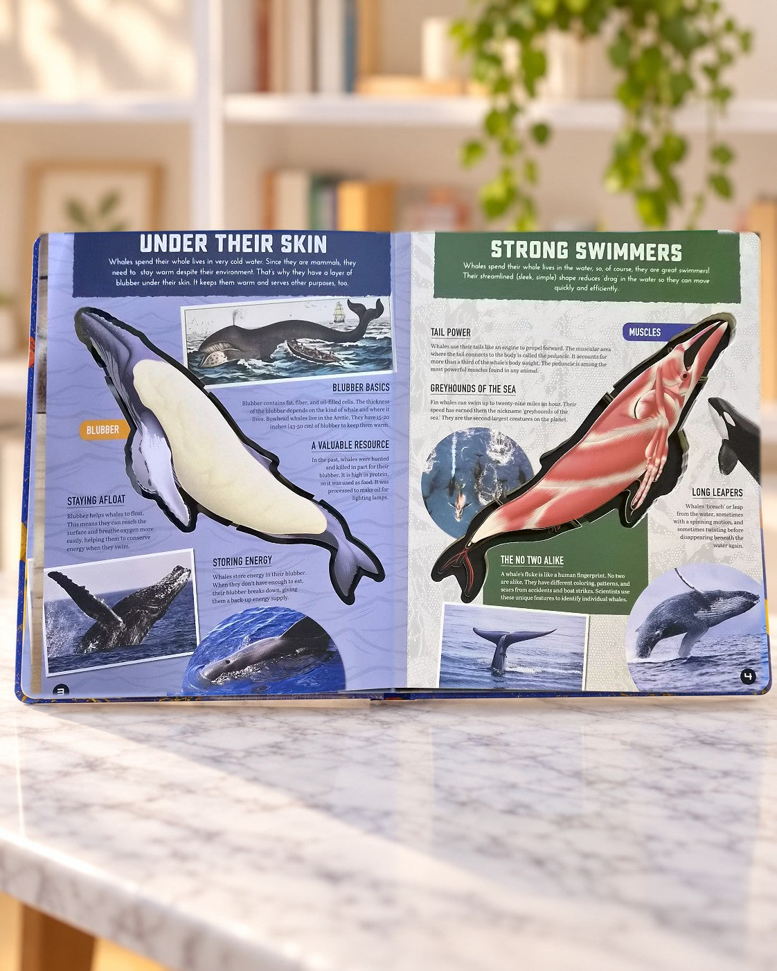 Inside Out Whale, inside pages 1
