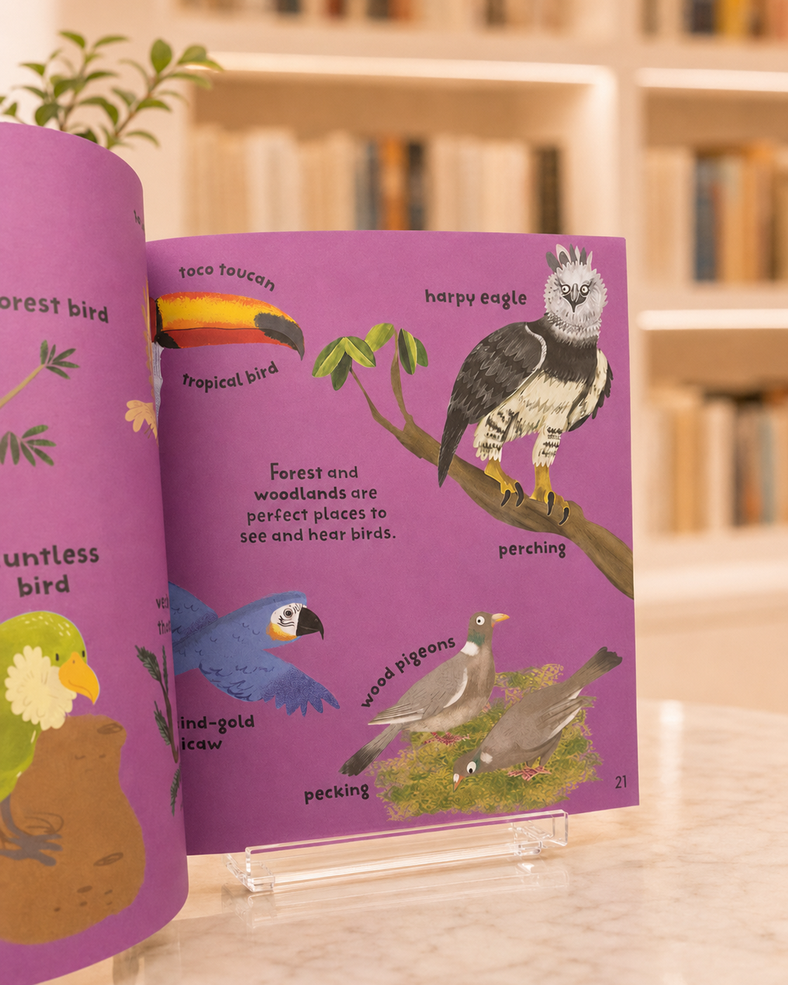Little Experts: Animal Words – inside pages