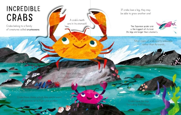 Curious Kids Sea and Shore - Image 2